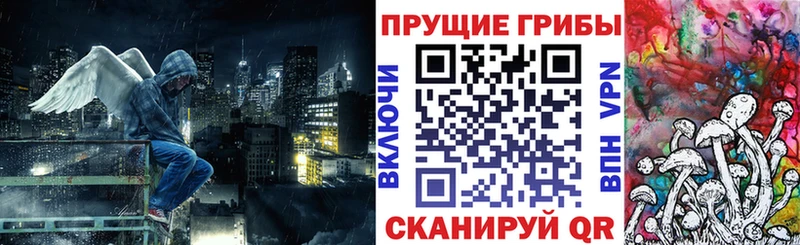 Галлюциногенные грибы Psilocybe Славгород